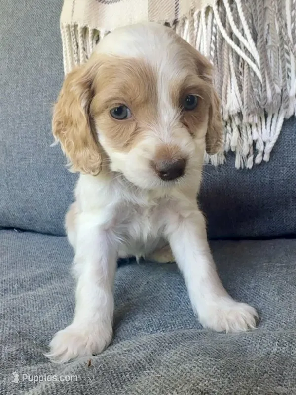 Layla – Cockapoo puppy for sale in Republic, MO