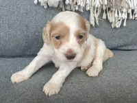 Layla, a female Cockapoo for sale in Republic, MO – Photo 4 of 4