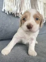 Layla, a female Cockapoo for sale in Republic, MO – Photo 2 of 4