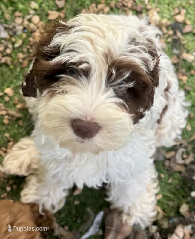 Dane – Cockapoo puppy for sale in Republic, MO