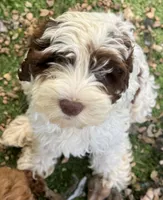 Dane, a male Cockapoo for sale in Republic, MO – 1 of 10