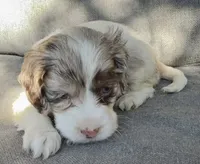 Sadie, a female Cockapoo and Cocker Spaniel for sale in Republic, MO – 2 of 5