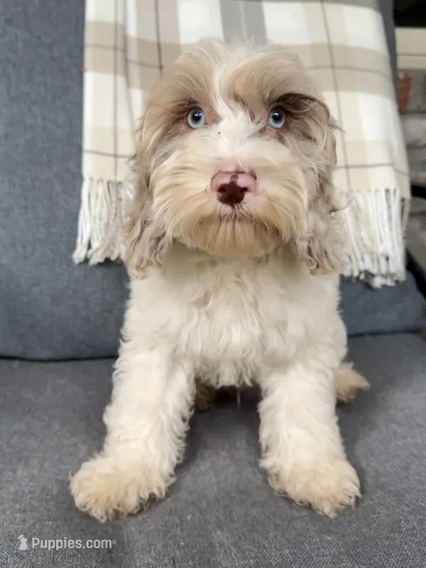 Nox  – Cockapoo puppy for sale in Republic, MO