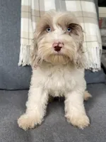 Nox , a male Cockapoo for sale in Republic, MO – 1 of 8