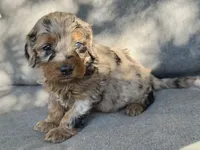 Luna, a female Cockapoo and Cocker Spaniel for sale in Republic, MO – 3 of 4