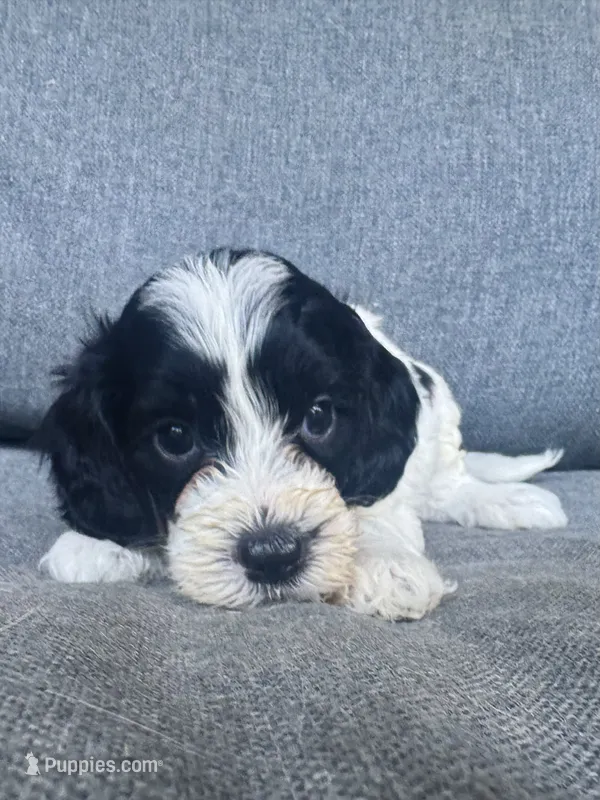 Duke – Cockapoo, Cocker Spaniel puppy for sale in Republic, MO