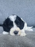 Duke, a male Cockapoo and Cocker Spaniel for sale in Republic, MO – 6 of 9