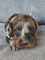 Lulu, a female Cockapoo and Cocker Spaniel for sale in Republic, MO – 2 of 4