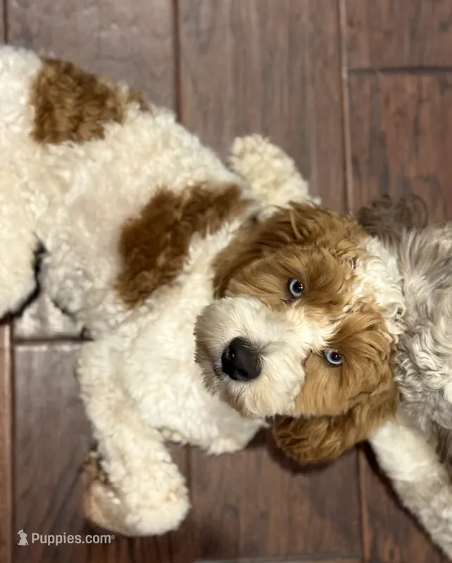 Ducki – Cockapoo puppy for sale in Republic, MO