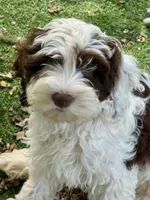 Dane, a male Cockapoo for sale in Republic, MO – 3 of 10
