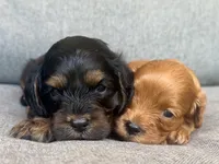 Teddy, a female Cavapoo for sale in Republic, MO – 6 of 6
