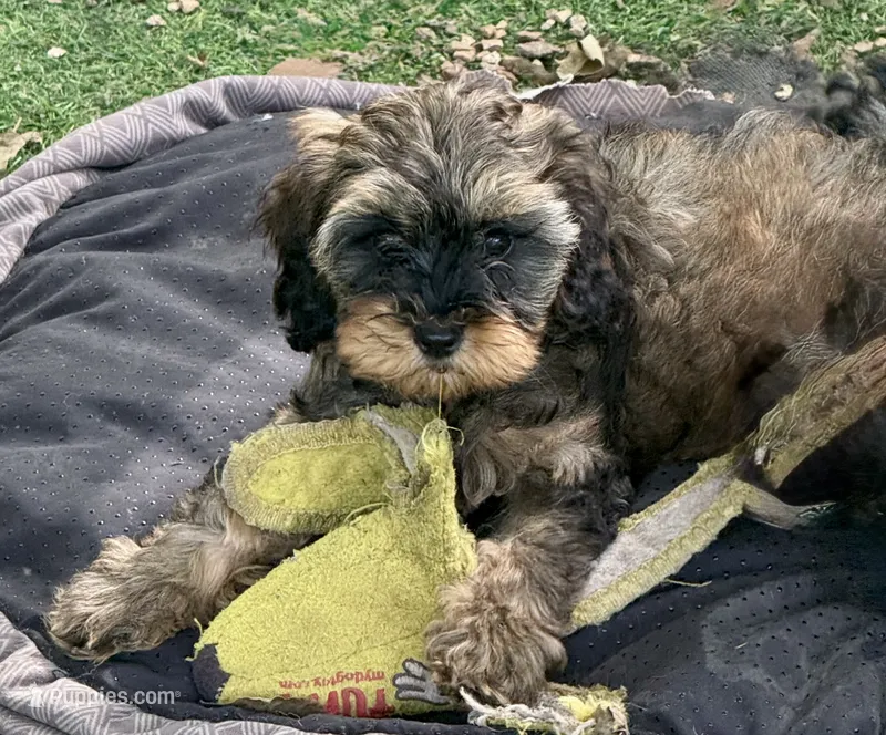 Sadie – Cockapoo puppy for sale in Republic, MO