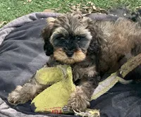 Sadie, a female Cockapoo for sale in Republic, MO – 1 of 6