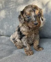 Birdie, a female Cockapoo and Cocker Spaniel for sale in Republic, MO – 4 of 4