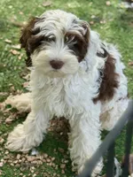 Dane, a male Cockapoo for sale in Republic, MO – 2 of 10