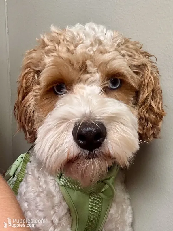 Ducki – Cockapoo puppy for sale in Republic, MO