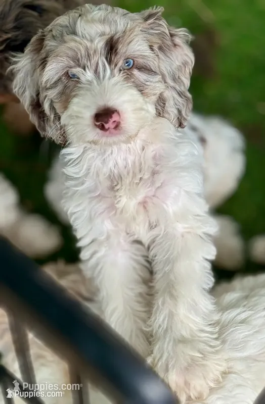 Drax – Cockapoo puppy for sale in Republic, MO