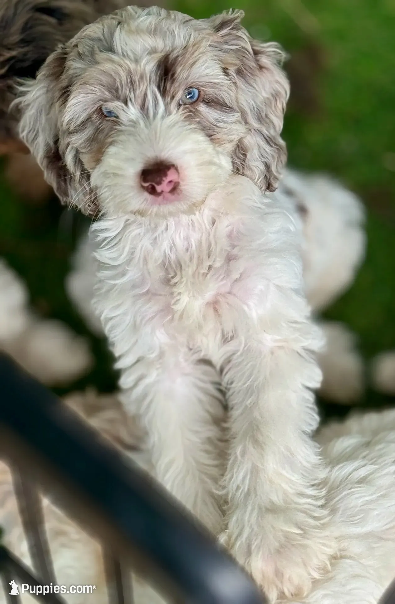 Drax, a male Cockapoo for sale in Republic, MO – 5 of 10