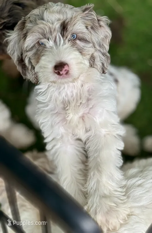 Drax – Cockapoo puppy for sale in Republic, MO
