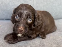Moose, a male Cockapoo and Cocker Spaniel for sale in Republic, MO – 3 of 4