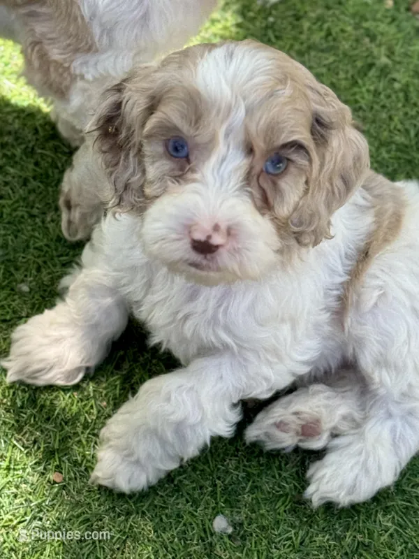 Nox  – Cockapoo puppy for sale in Republic, MO