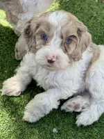 Nox , a male Cockapoo for sale in Republic, MO – 2 of 9