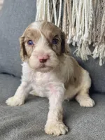 Nox , a male Cockapoo for sale in Republic, MO – Photo 3 of 3