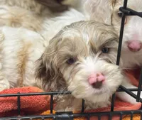 Nox , a male Cockapoo for sale in Republic, MO – 4 of 9