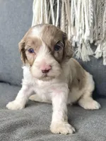 Nox , a male Cockapoo for sale in Republic, MO – Photo 2 of 3