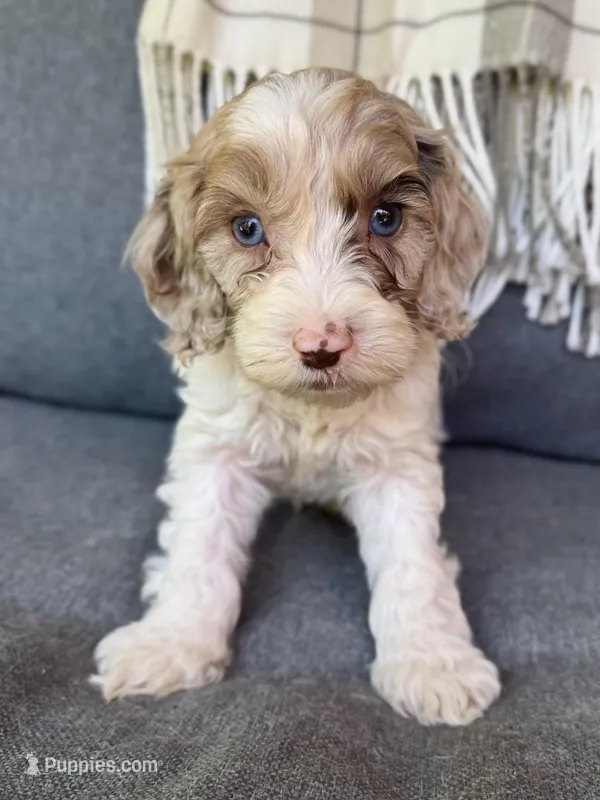 Nox  – Cockapoo puppy for sale in Republic, MO