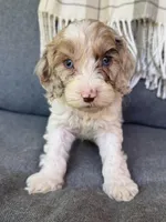 Nox , a male Cockapoo for sale in Republic, MO – 5 of 9