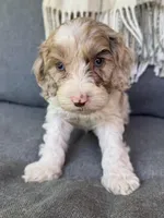 Nox , a male Cockapoo for sale in Republic, MO – 6 of 9
