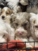 Nox , a male Cockapoo for sale in Republic, MO – 3 of 9