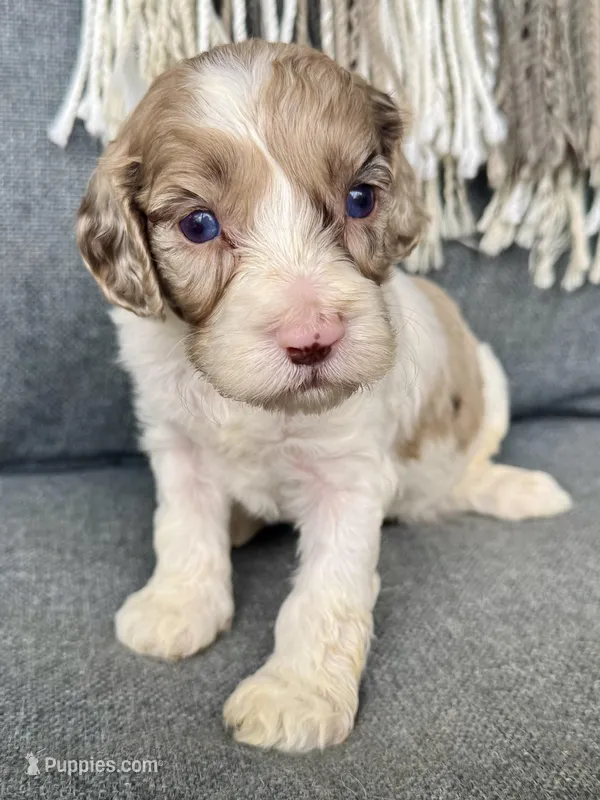 Nox  – Cockapoo puppy for sale in Republic, MO