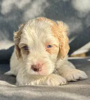 Holly, a female Cockapoo and Cocker Spaniel for sale in Republic, MO – 2 of 3