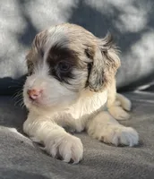 Sadie, a female Cockapoo and Cocker Spaniel for sale in Republic, MO – 5 of 5