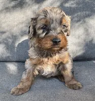 Luna, a female Cockapoo and Cocker Spaniel for sale in Republic, MO – 4 of 4