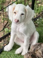 Olaf, a male Cockapoo for sale in Republic, MO – 2 of 8
