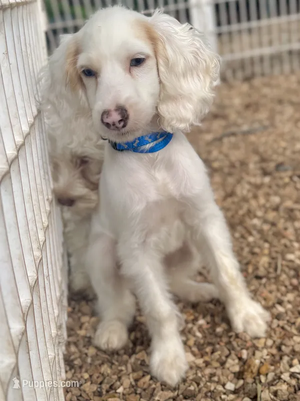 Noodle – Cockapoo puppy for sale in Republic, MO