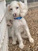 Noodle, a male Cockapoo for sale in Republic, MO – 1 of 9