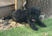 Cash, a male Cockapoo and Cocker Spaniel for sale in Republic, MO – 3 of 8