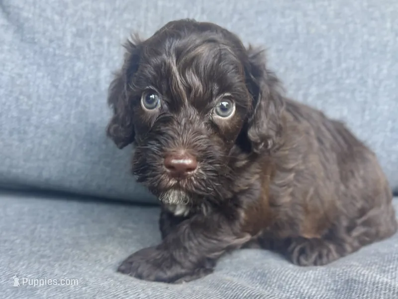 Moose – Cockapoo, Cocker Spaniel puppy for sale in Republic, MO