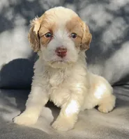 Ivy, a female Cockapoo and Cocker Spaniel for sale in Republic, MO – 3 of 4