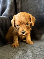 Toby, a male Cavapoo for sale in Springfield, MO – Photo 3 of 3