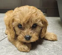 Scout, a male Cavapoo for sale in Springfield, MO – Photo 1 of 5