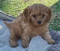 Scout, a male Cavapoo for sale in Springfield, MO – Photo 2 of 5