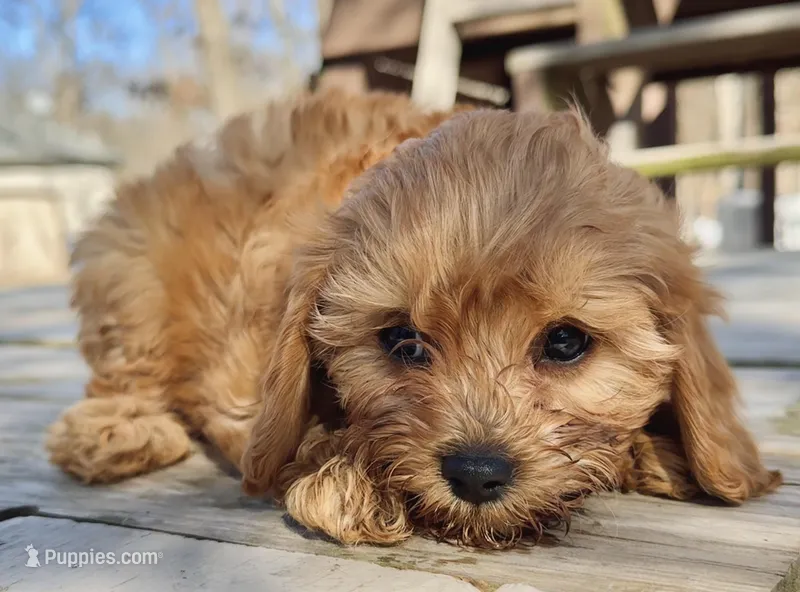 Scout – Cavapoo puppy for sale in Springfield, MO