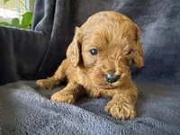 Toby, a male Cavapoo for sale in Springfield, MO – Photo 1 of 3