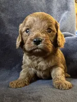 Toby, a male Cavapoo for sale in Springfield, MO – Photo 2 of 3