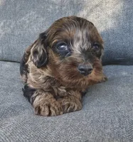 Lulu, a female Cockapoo and Cocker Spaniel for sale in Republic, MO – 3 of 4